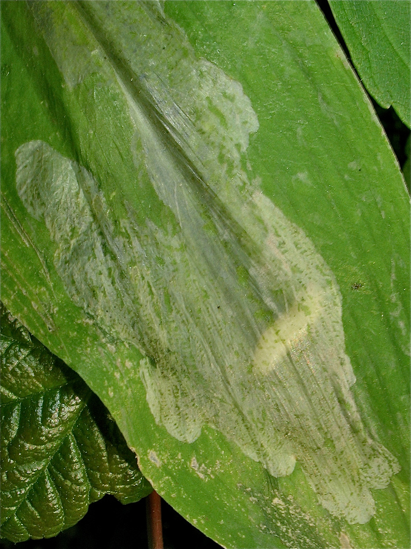 Große Blattmine der Fliegenlarve von Chilosia fasciata an Bärlauch (Allium ursinum)