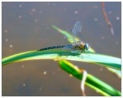 Große blau-gemusterte Libelle