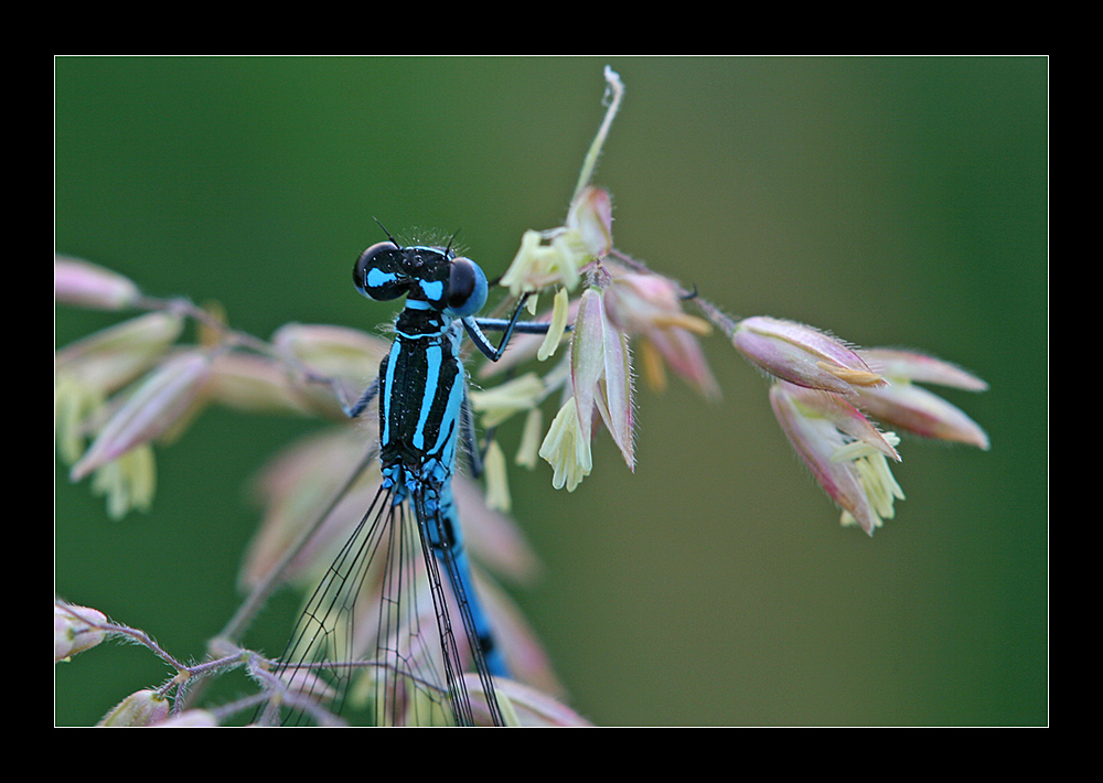 große blaue augen