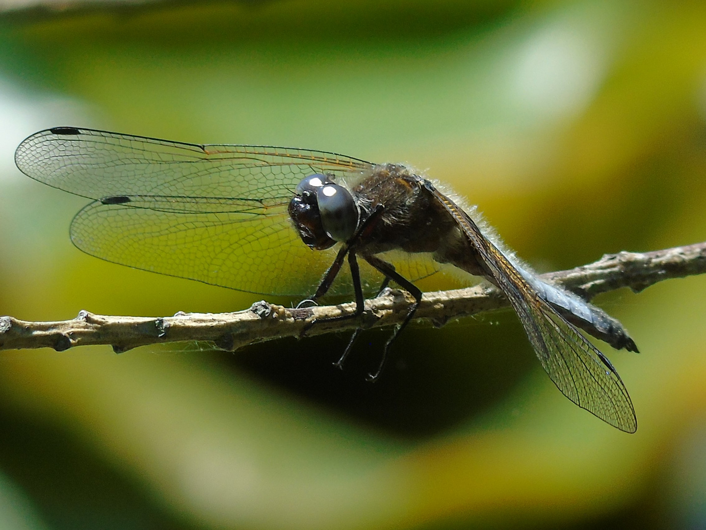 Große blaue Augen