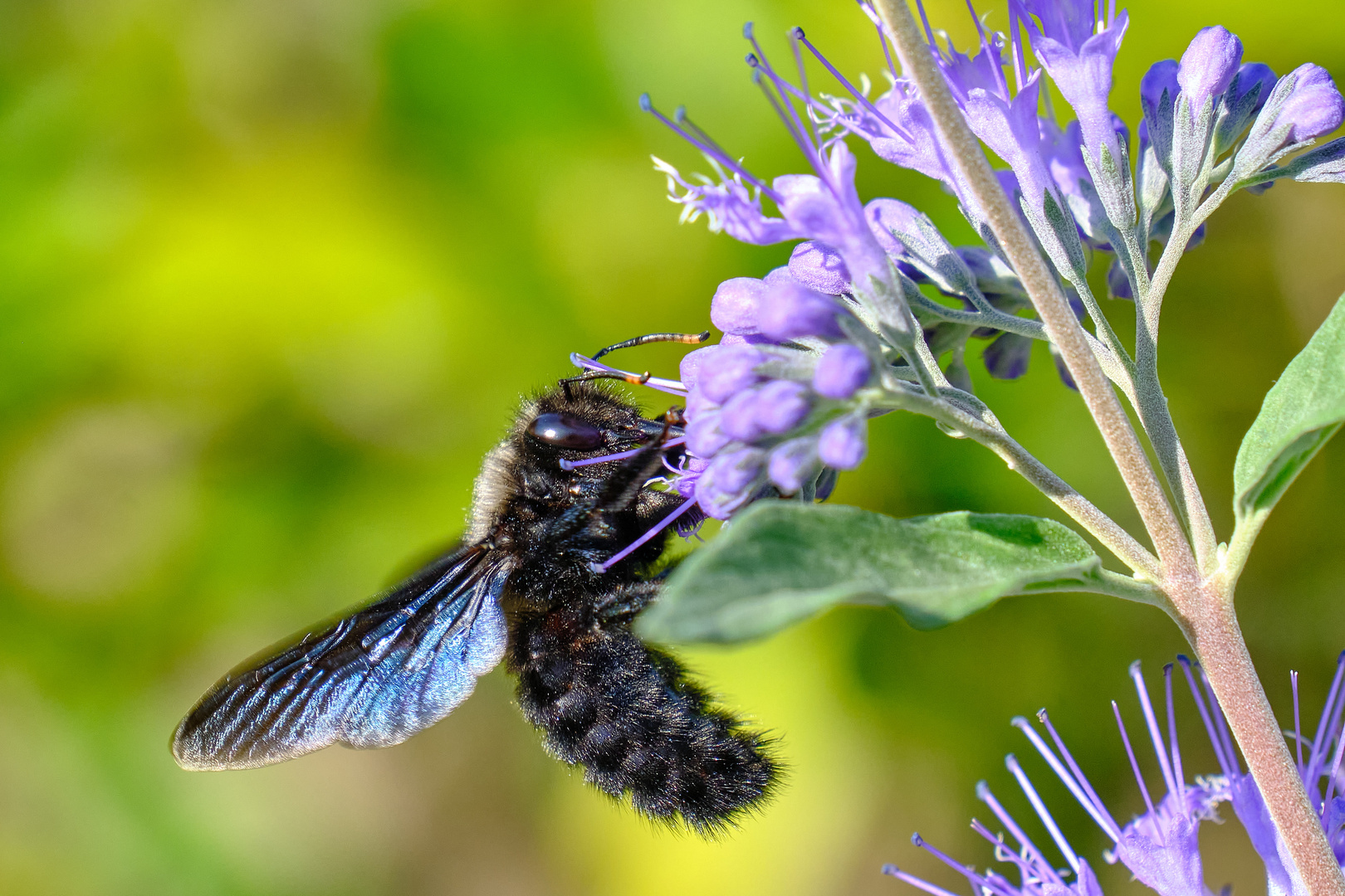 Große blaue Holzbiene