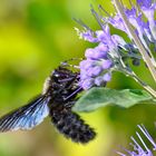 Große blaue Holzbiene