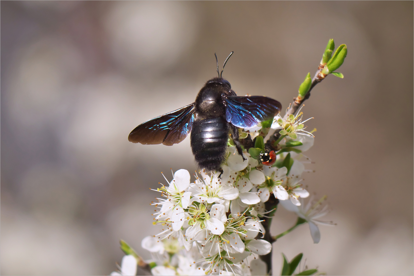 Große Blaue Holzbiene