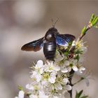 Große Blaue Holzbiene