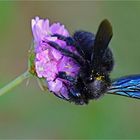 Große Blaue Holzbiene