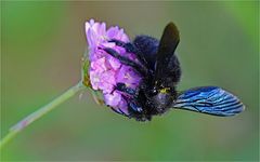 Große Blaue Holzbiene