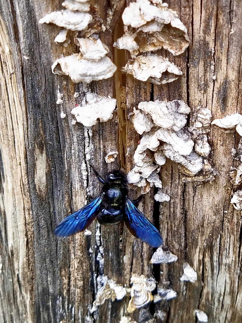 Große blaue Holzbiene