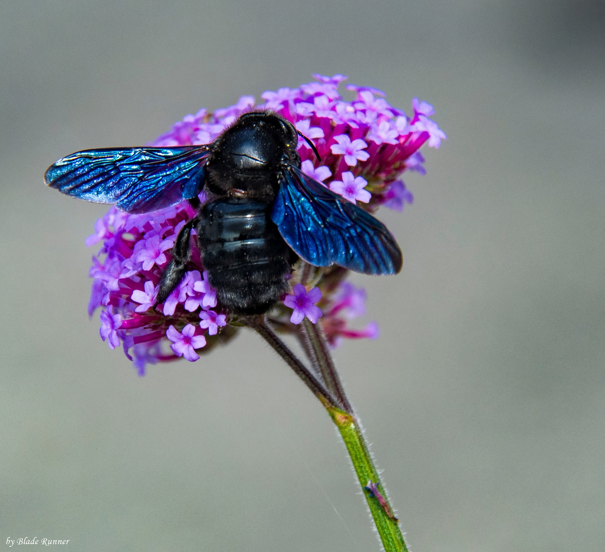 Große Blaue Holzbiene