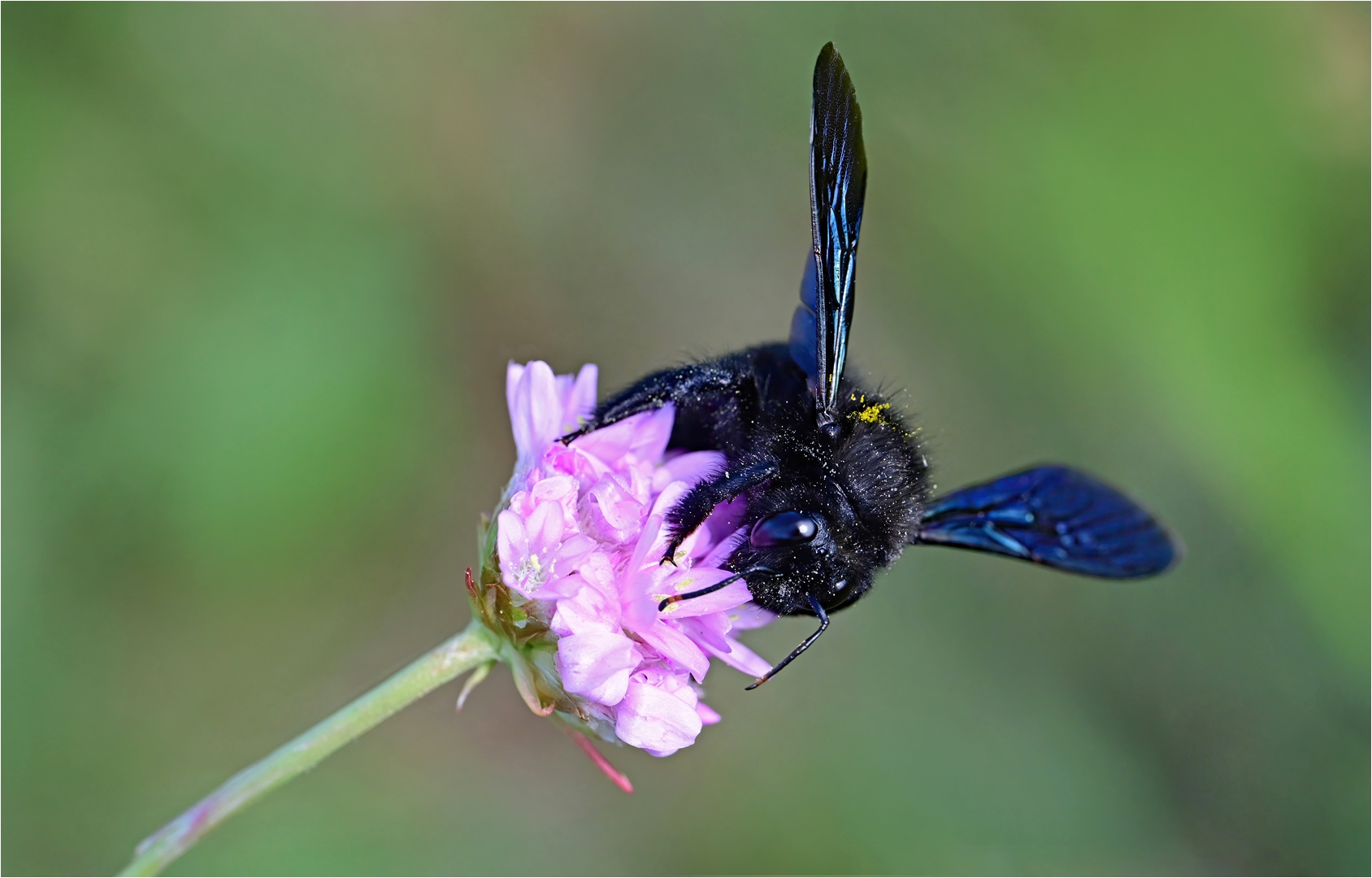 Große Blaue Holzbiene