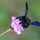 Große Blaue Holzbiene