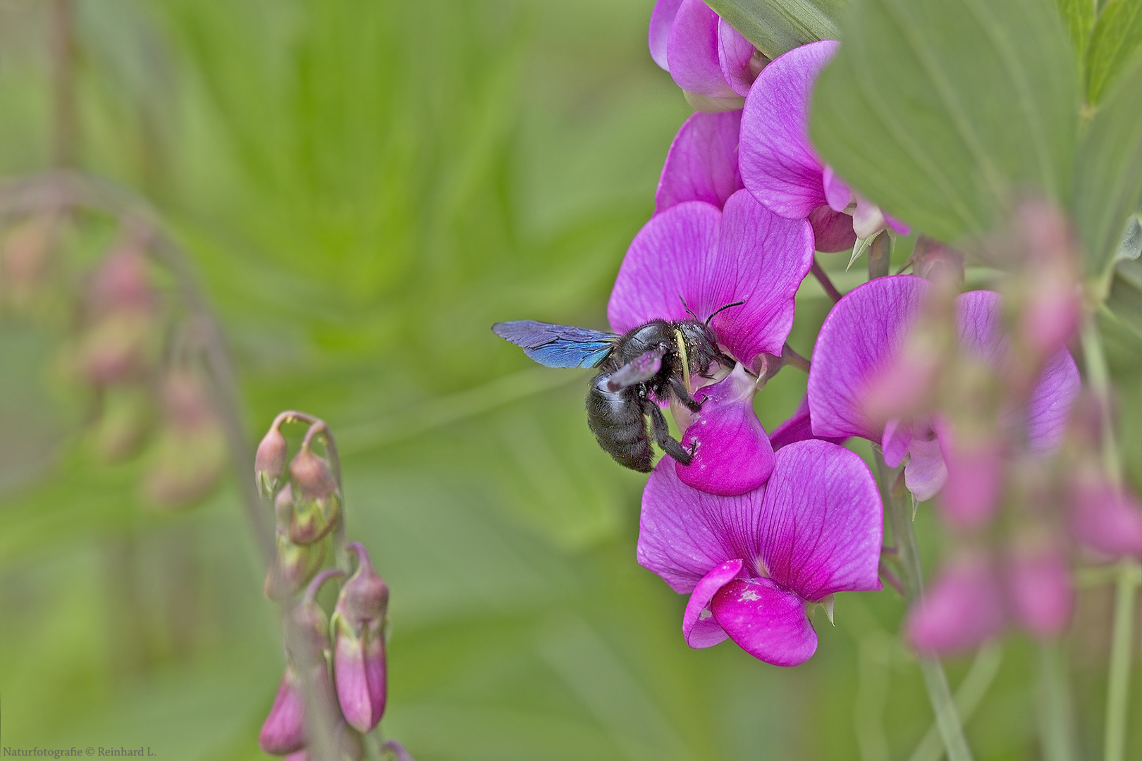 Große Blaue Holzbiene