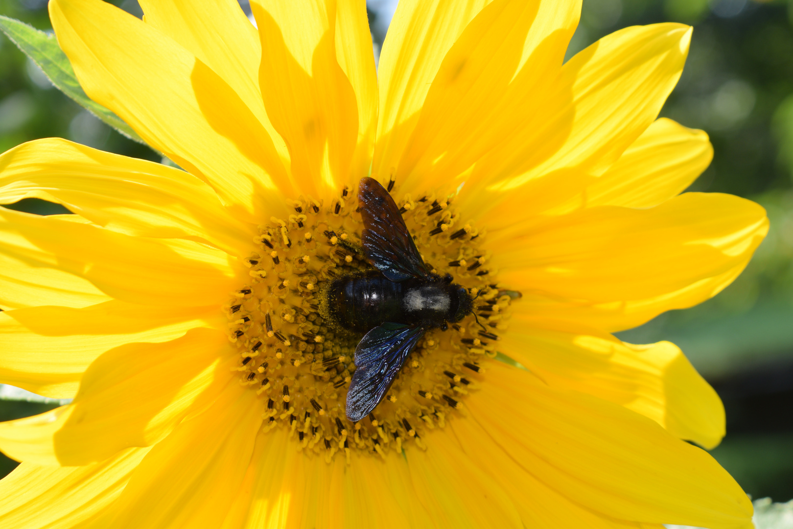 Große Blaue Holzbiene