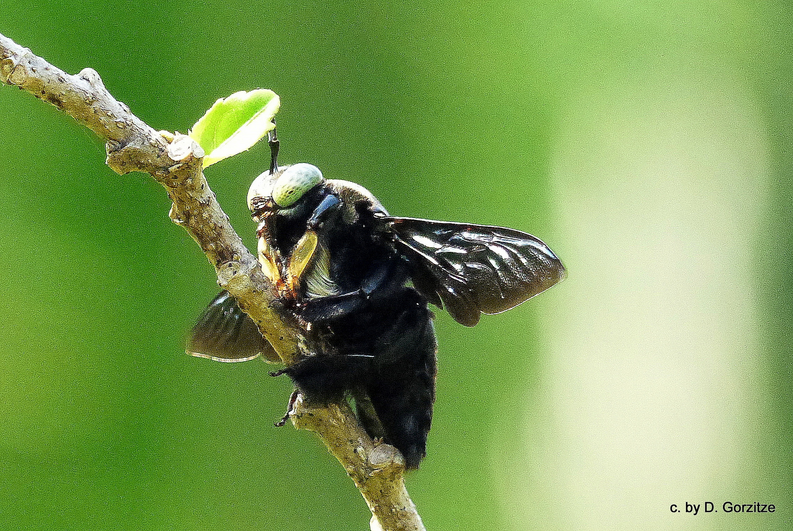 Große blaue Holzbiene (Xylocopa violacea)