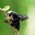 Große blaue Holzbiene (Xylocopa violacea)