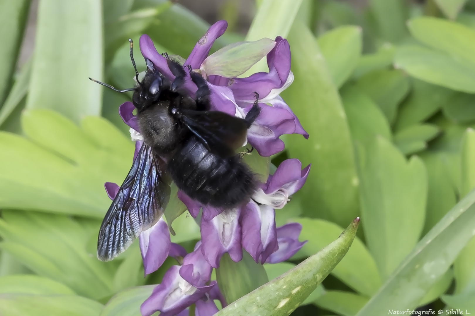 Große Blaue Holzbiene, (Xylocopa violacea)