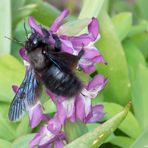 Große Blaue Holzbiene, (Xylocopa violacea)