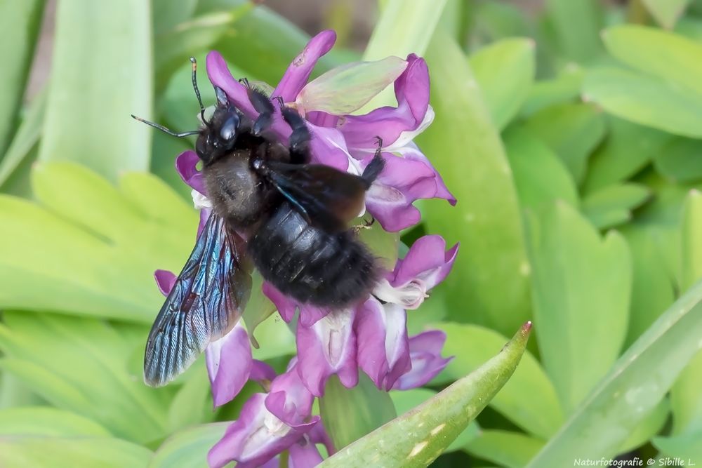 Große Blaue Holzbiene, (Xylocopa violacea)