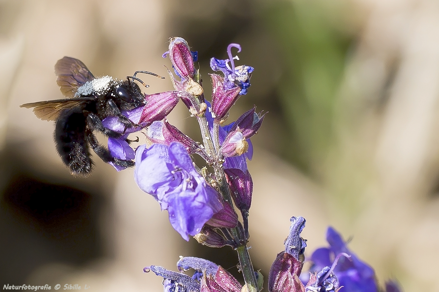 Große Blaue Holzbiene, (Xylocopa violacea) 