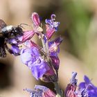 Große Blaue Holzbiene, (Xylocopa violacea) 