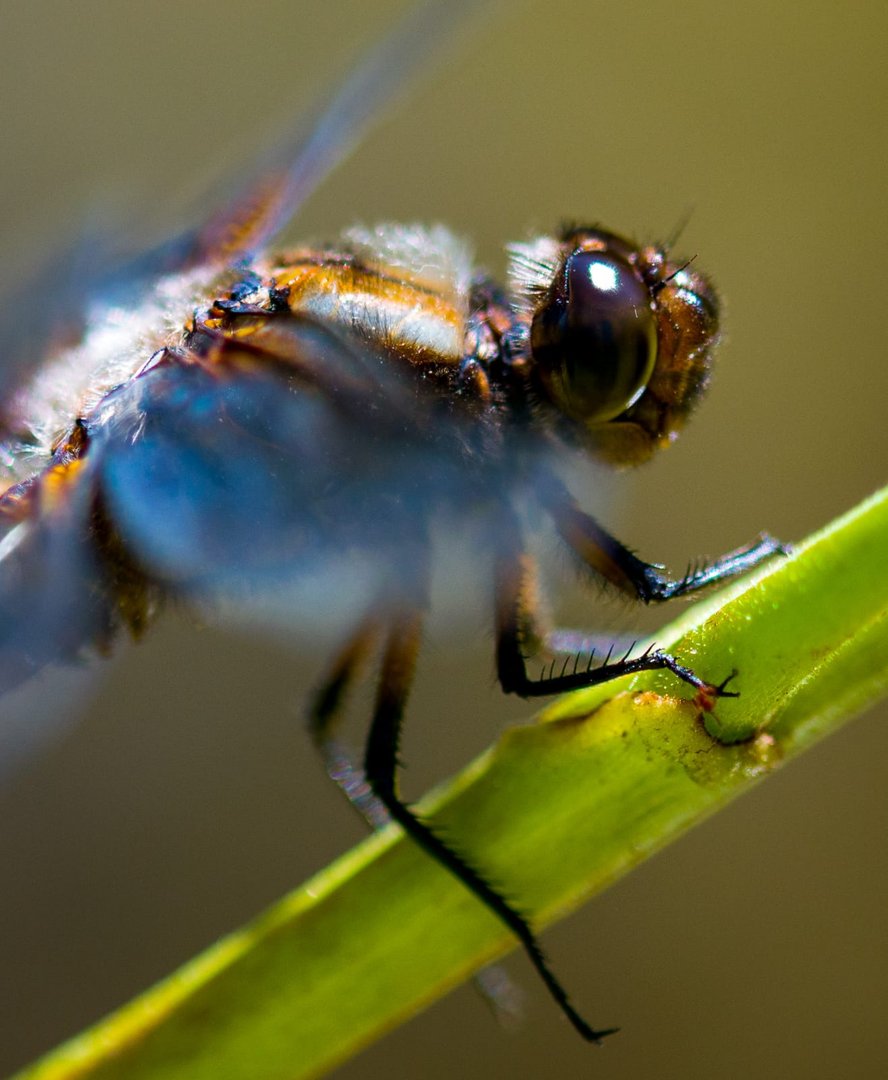 große blaue Libelle 