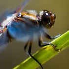 große blaue Libelle 