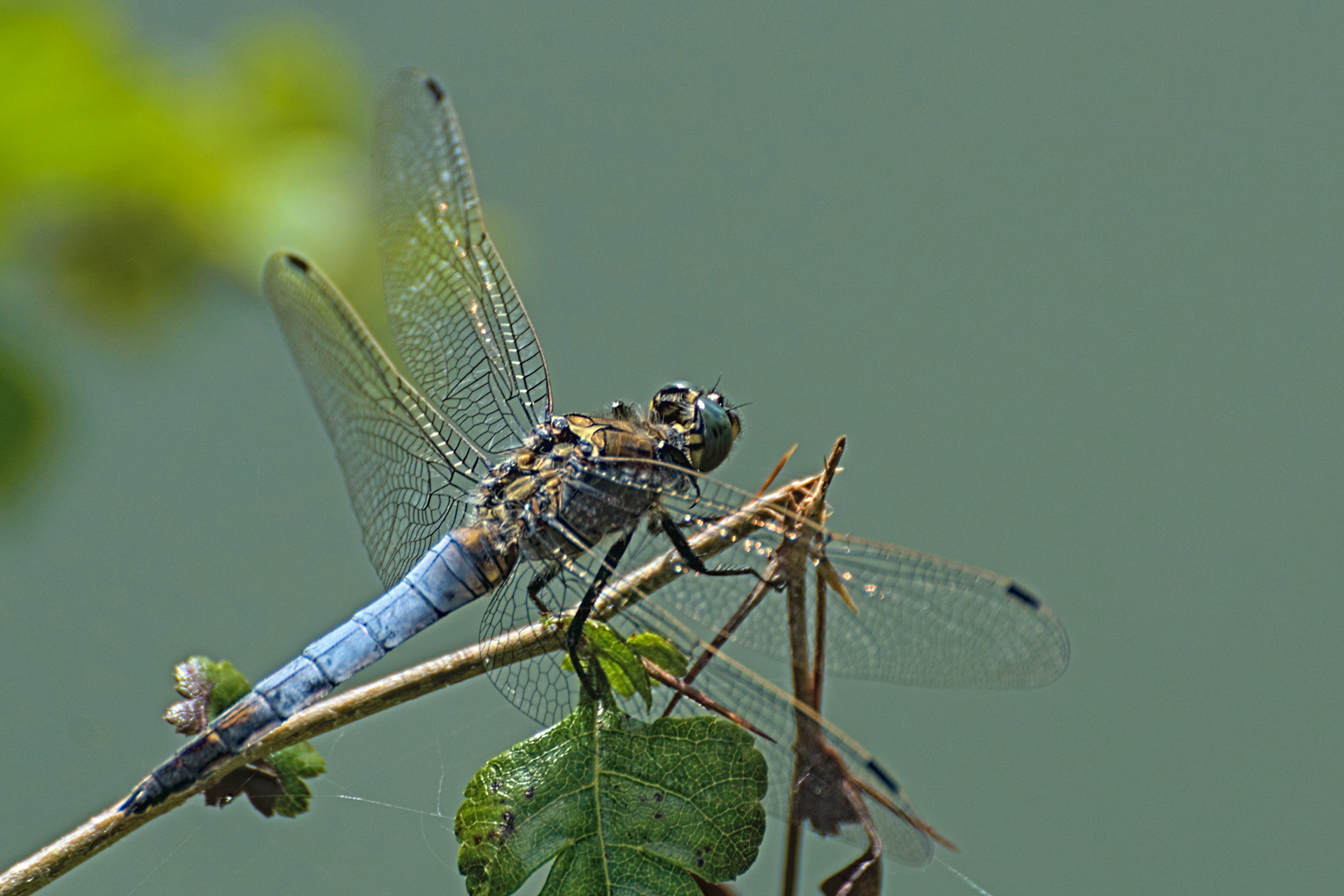 Große Blaupfeil / Black-tailed skimmer / Orthetrum cancellatum