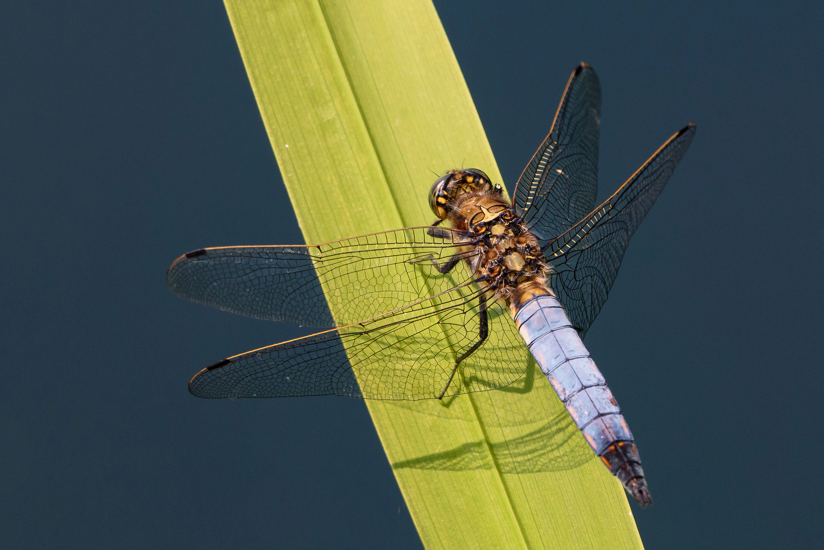 Große Blaupfeil Libelle