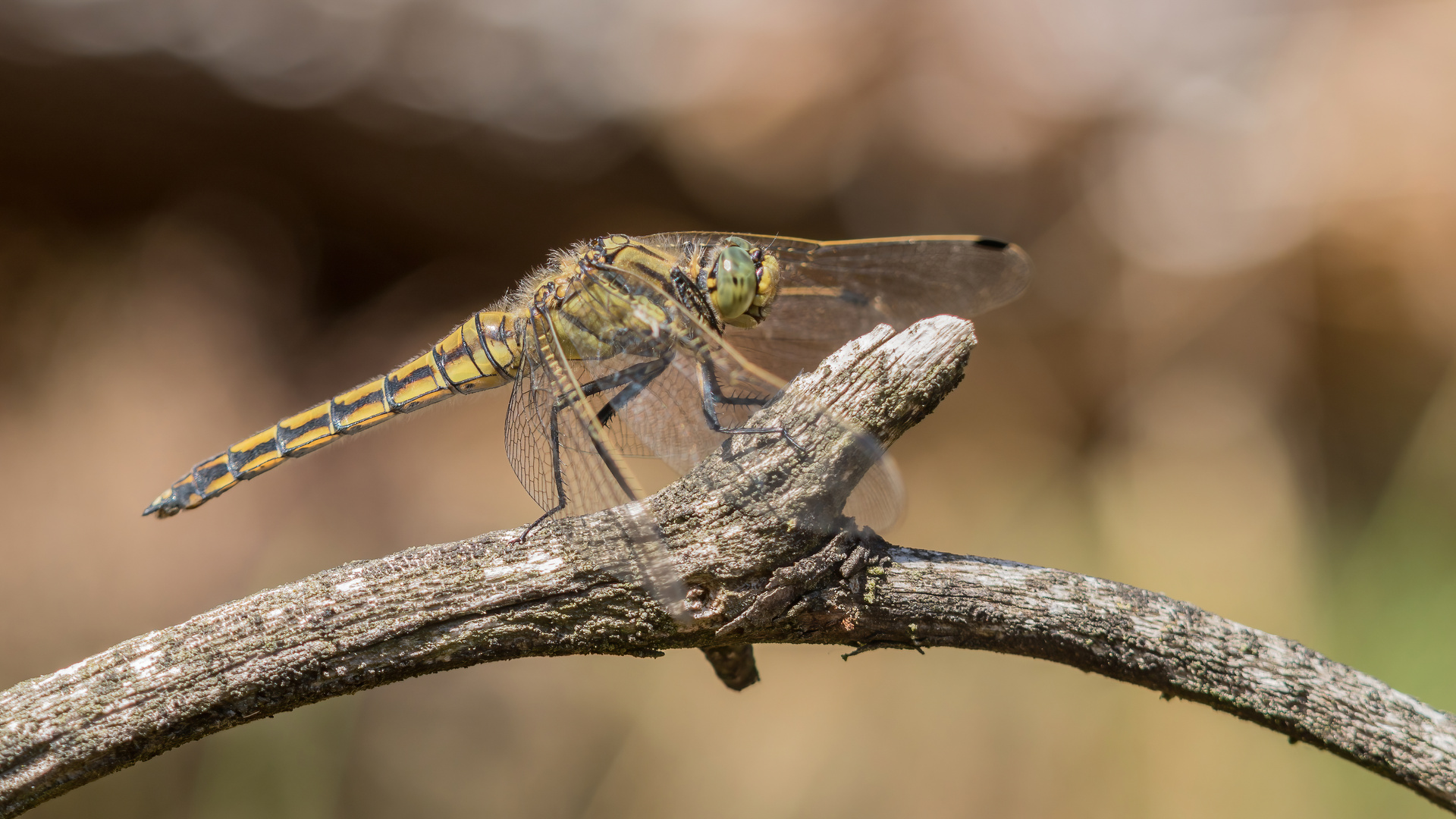 Große Blaupfeil Libelle