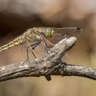 Große Blaupfeil Libelle