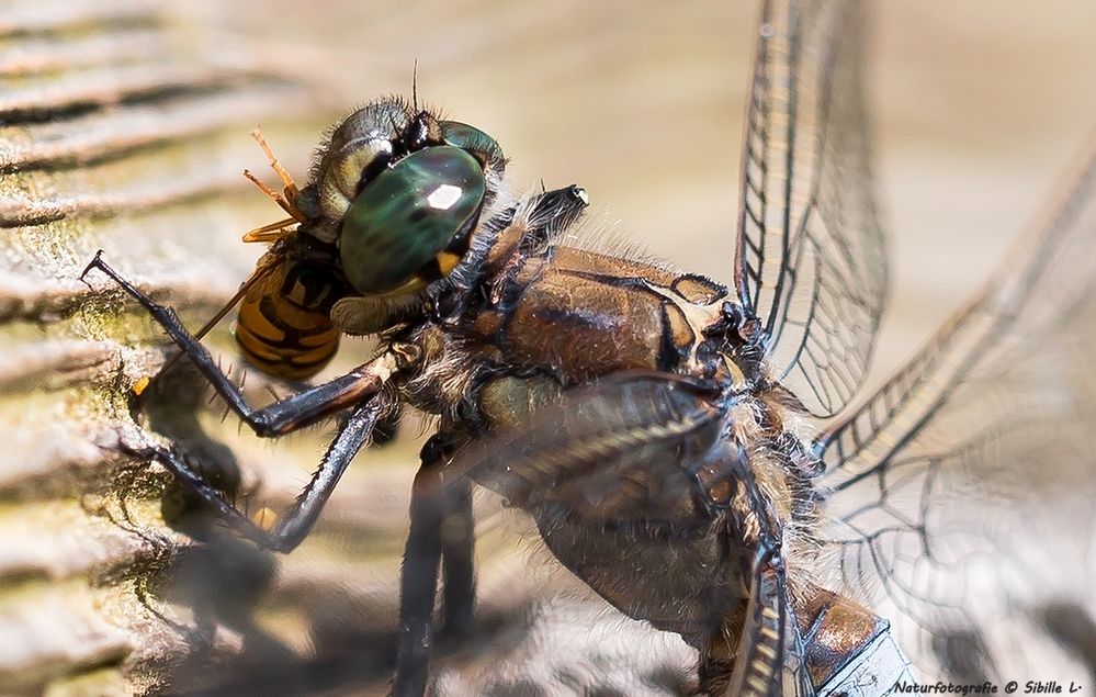 Große Blaupfeil (Orthetrum cancellatum)