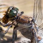 Große Blaupfeil (Orthetrum cancellatum)