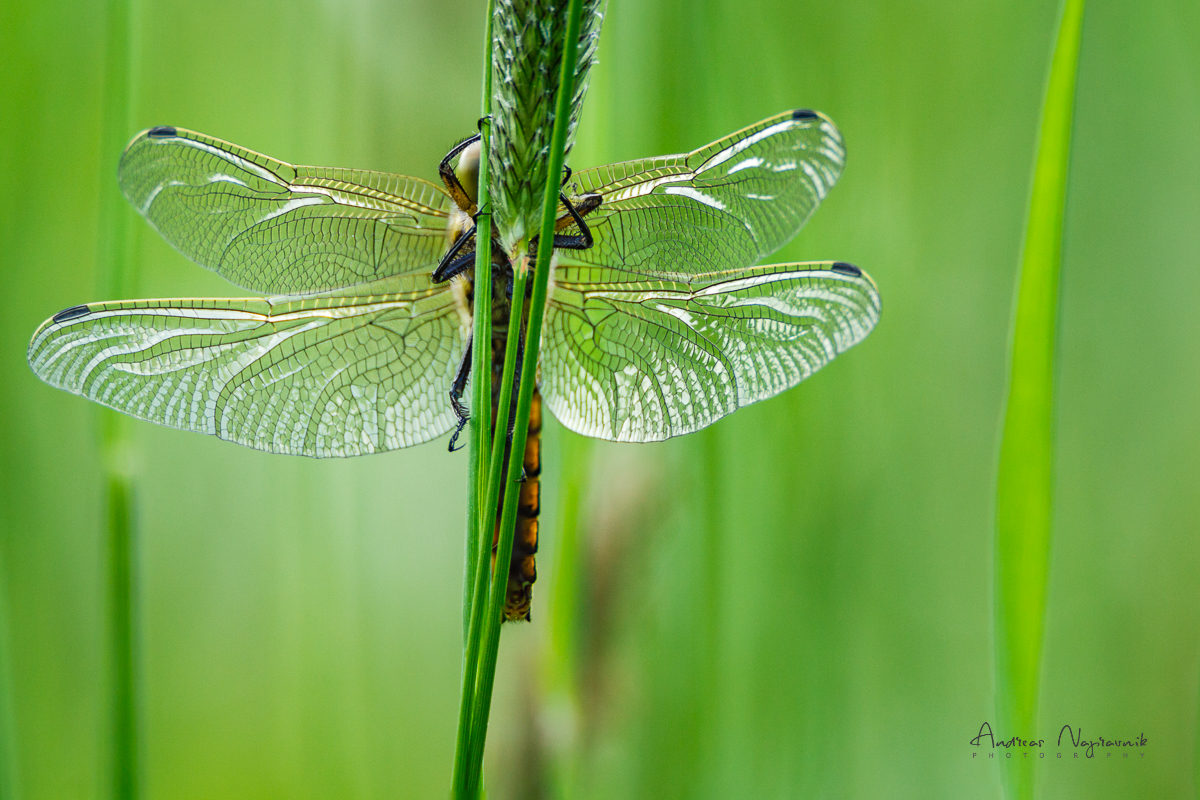 Große Blaupfeil (Orthetrum cancellatum)