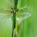 Große Blaupfeil (Orthetrum cancellatum)