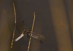 Große Blaupfeil (Orthetrum cancellatum)