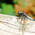 Große Blaupfeil (Orthetrum cancellatum)