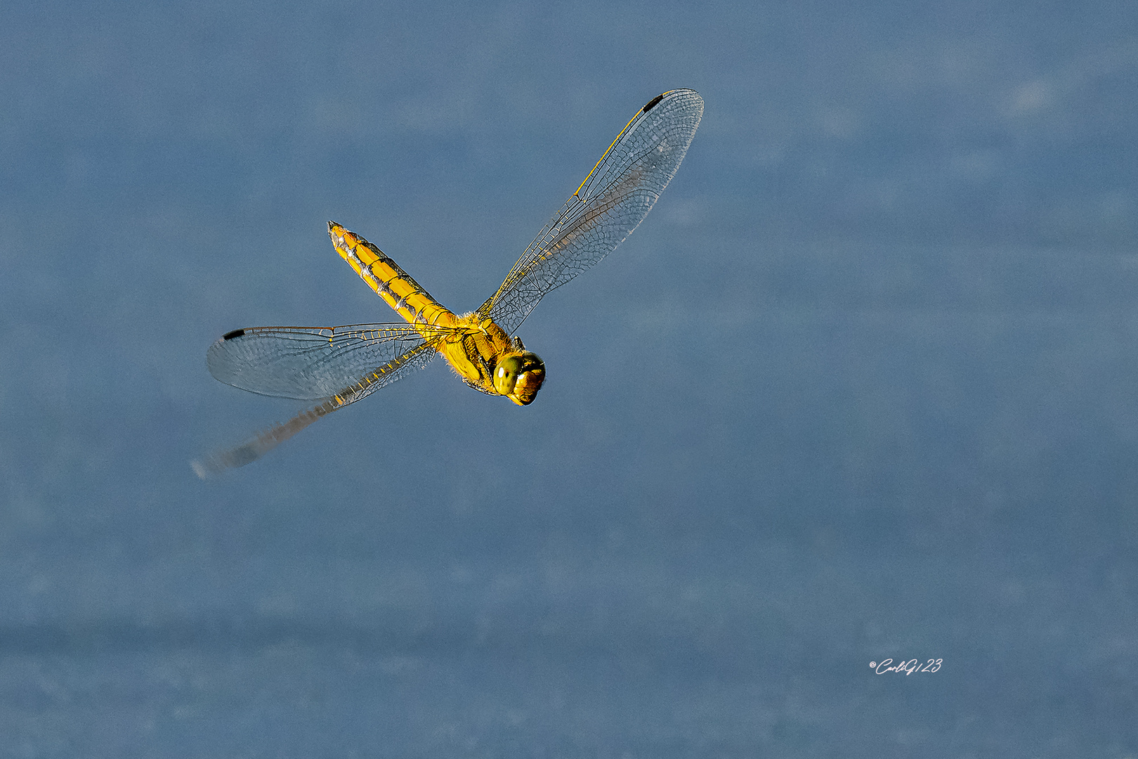 Große Blaupfeil (Orthetrum cancellatum) 