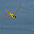 Große Blaupfeil (Orthetrum cancellatum) 