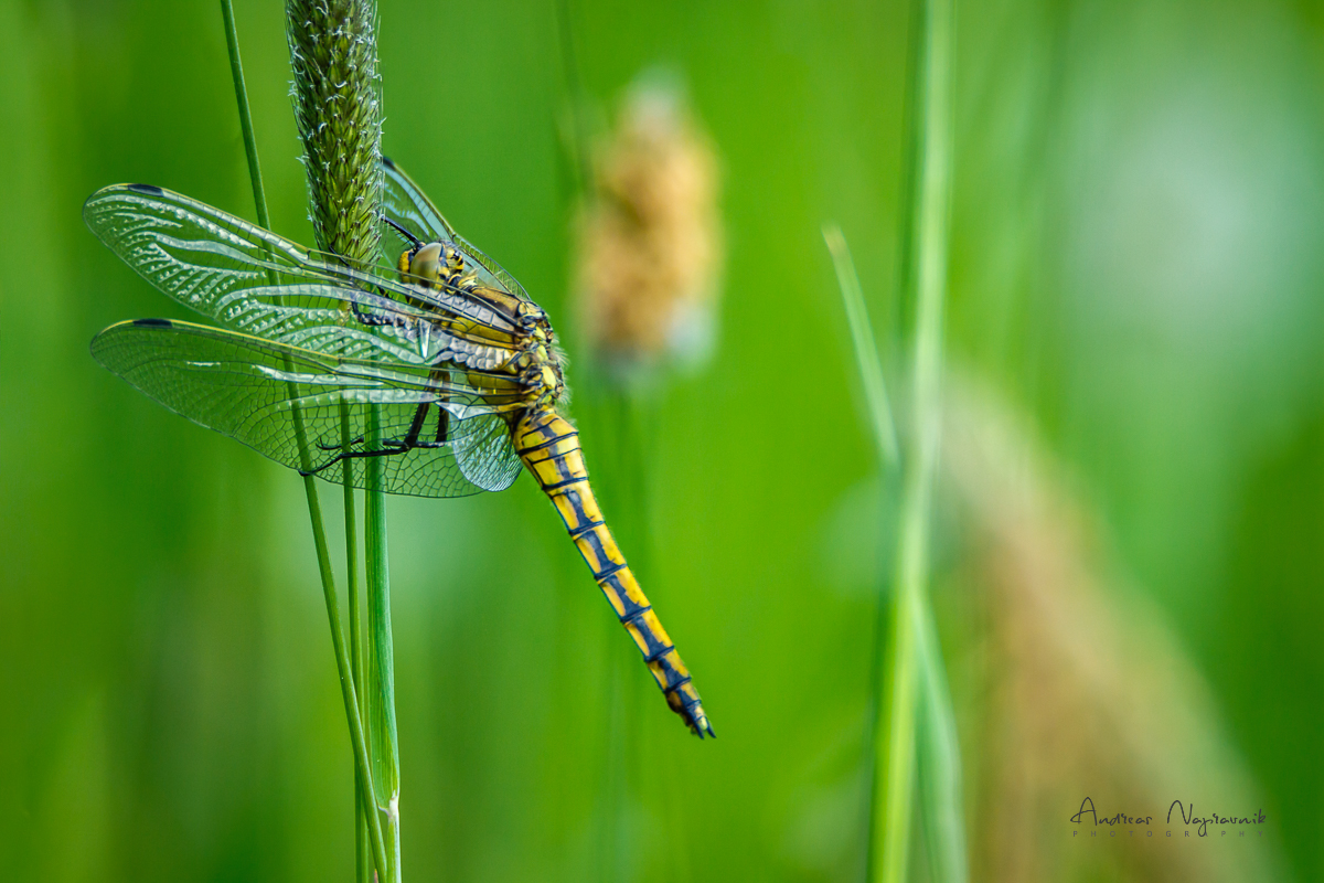 Große Blaupfeil (Orthetrum cancellatum)