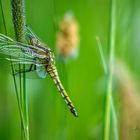 Große Blaupfeil (Orthetrum cancellatum)