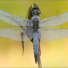 Große Blaupfeil (Orthetrum cancellatum)