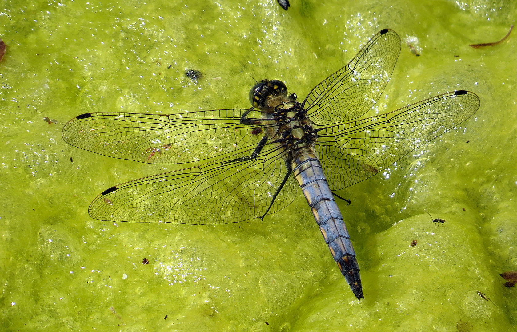 Große Blaupfeil (Orthetrum cancellatum), junges Männchen beim Bad in der Sonne