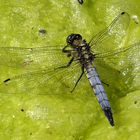 Große Blaupfeil (Orthetrum cancellatum), junges Männchen beim Bad in der Sonne