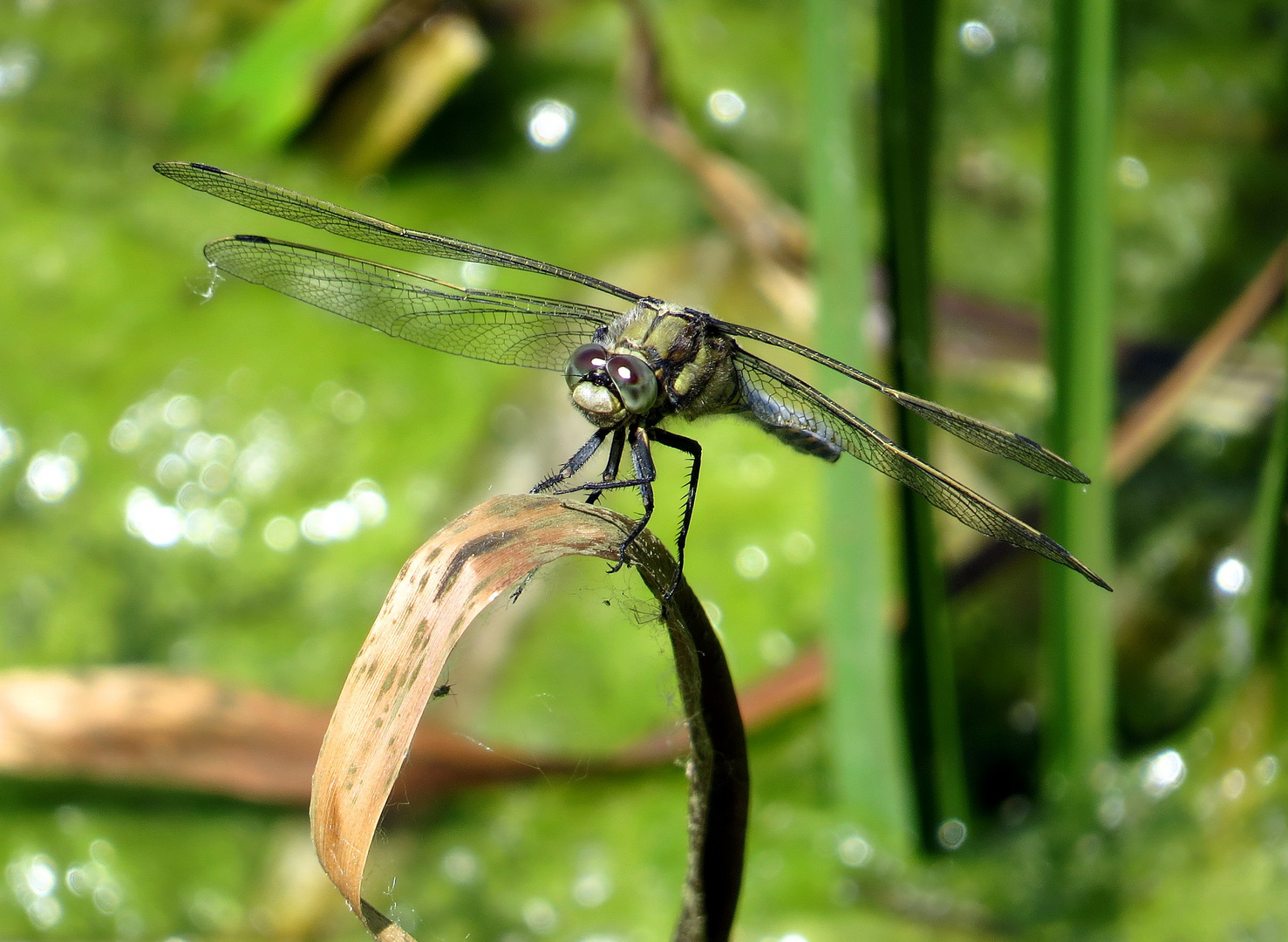 Große Blaupfeil (Orthetrum cancellatum), Männchen