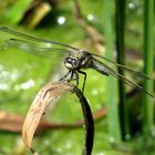 Große Blaupfeil (Orthetrum cancellatum), Männchen