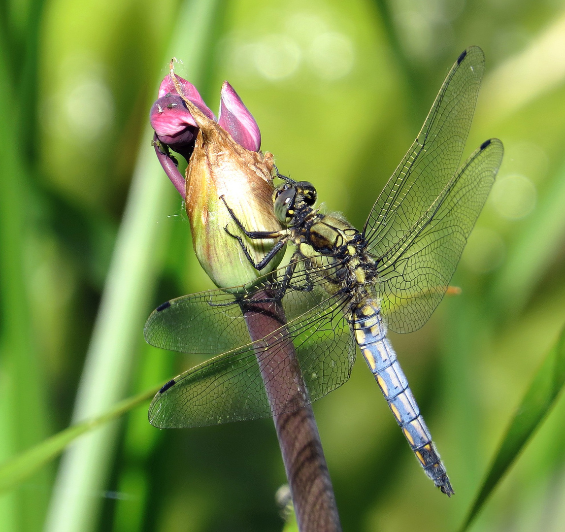 Große Blaupfeil (Orthetrum cancellatum), Männchen