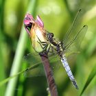 Große Blaupfeil (Orthetrum cancellatum), Männchen