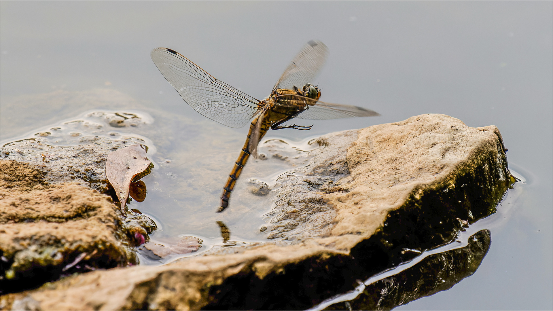 Große Blaupfeil - Orthetrum cancellatum - weibl. .....