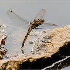 Große Blaupfeil - Orthetrum cancellatum - weibl. .....