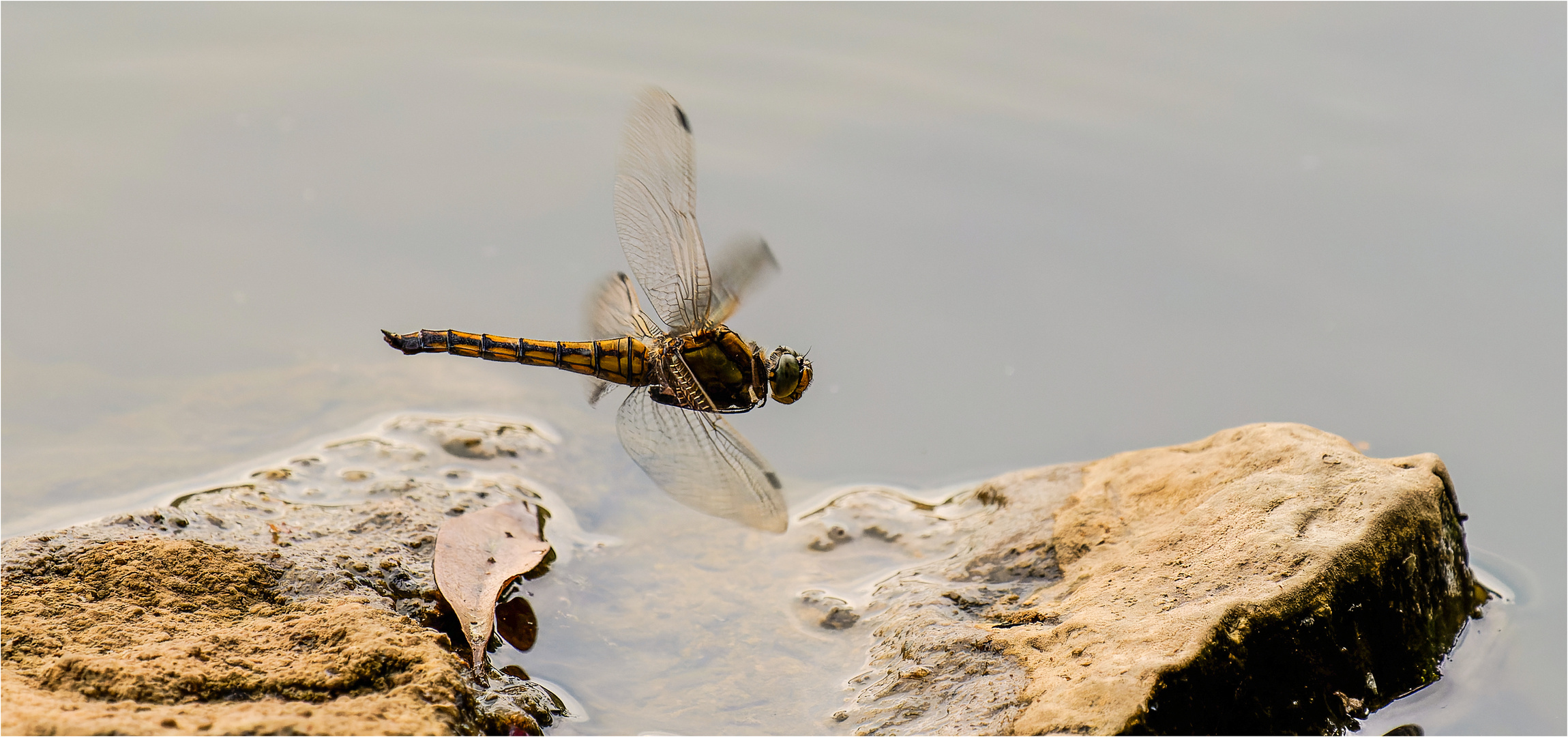 Große Blaupfeil - Orthetrum cancellatum - weibl. ..... 4