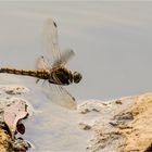 Große Blaupfeil - Orthetrum cancellatum - weibl. ..... 4